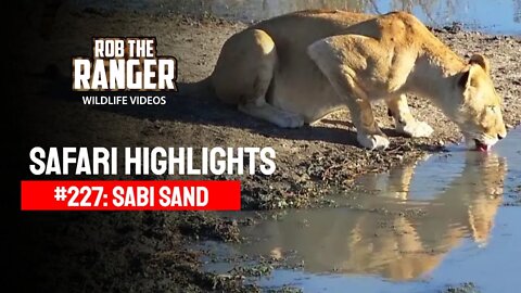 Safari Highlights #227: 06 & 07 August 2013 | Sabi Sand Nature Reserve | Latest Wildlife Sightings