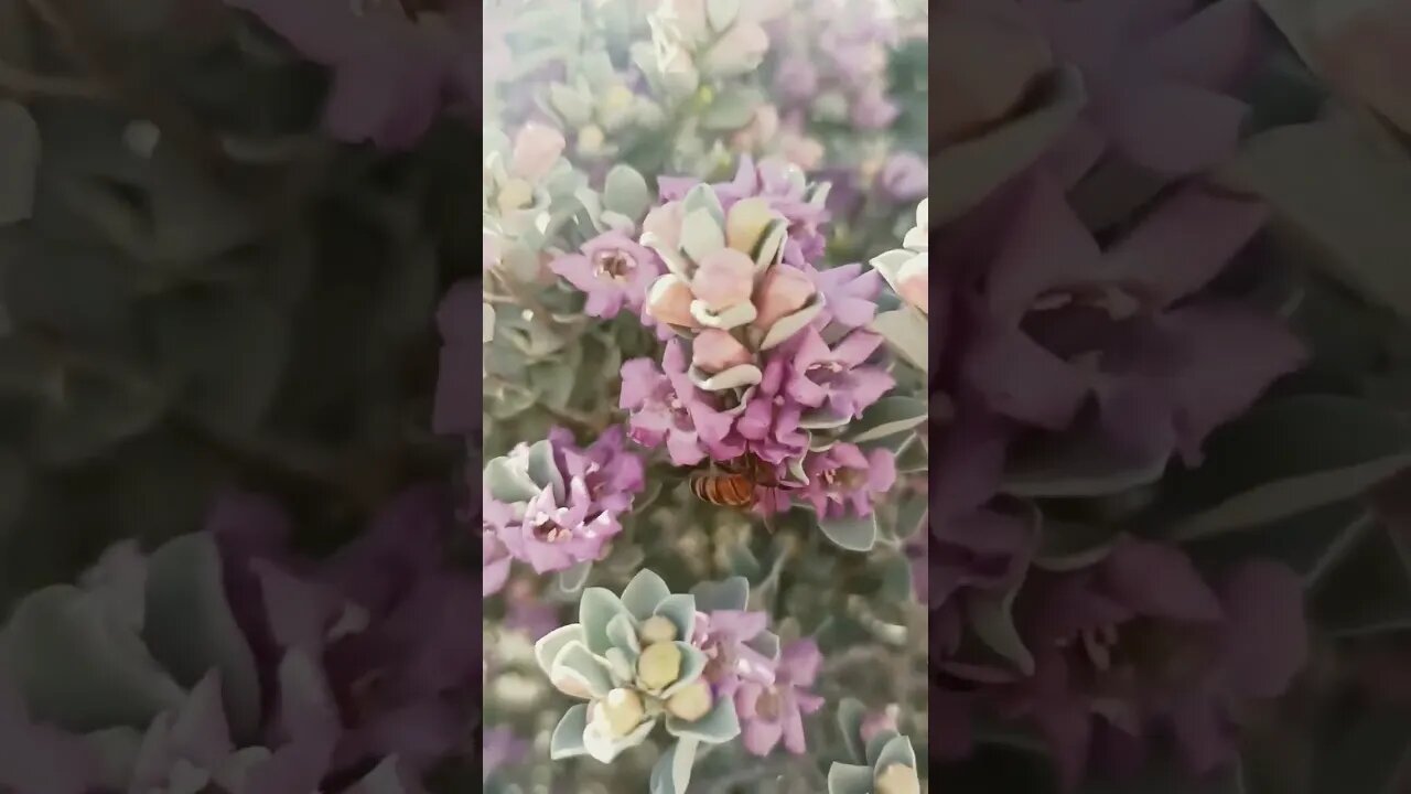 Flowers and bee in desert