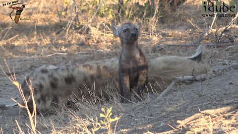 The Other Hyena Den | African Safari Sighting