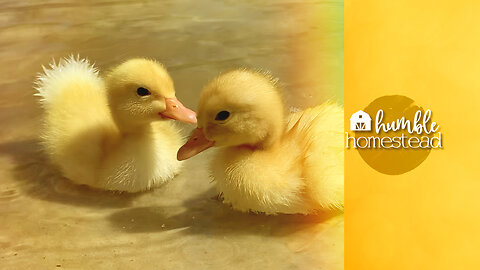 There is NOTHING Cuter than Baby Ducks Swimming