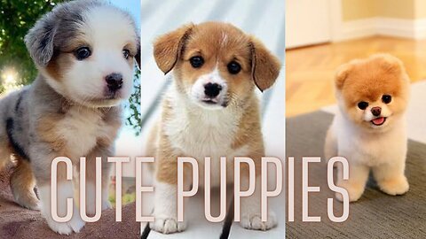 Ohh! These adorable puppies will win you over.