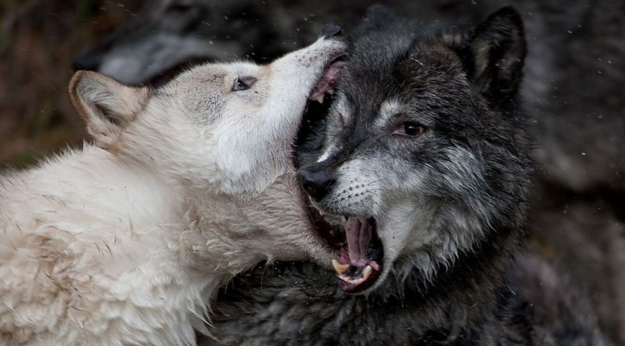 "Alpha Males", Mate Selection, and Related Issues