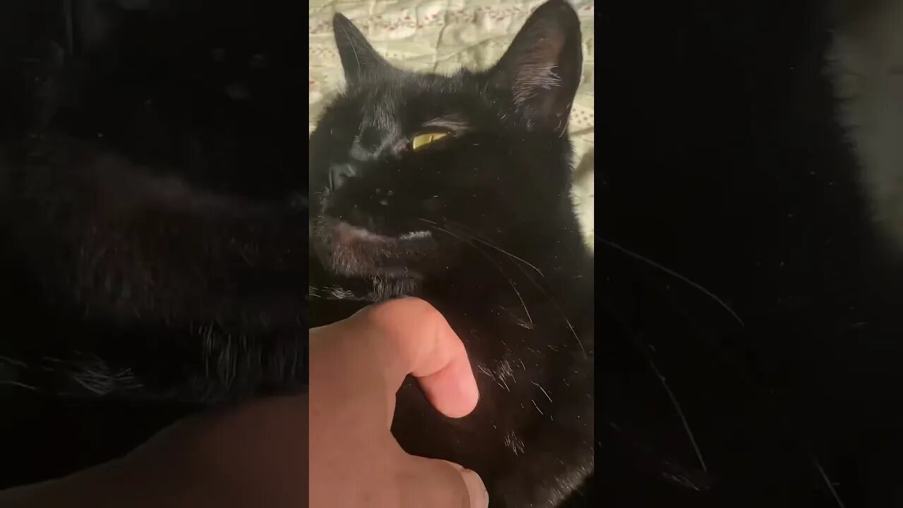 Amber wakes up #catsofyoutube