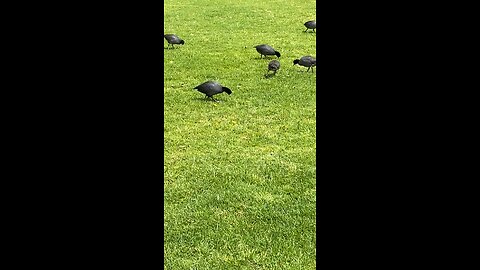 Coots Walking Outside Eating Grass #followme #follow #coot