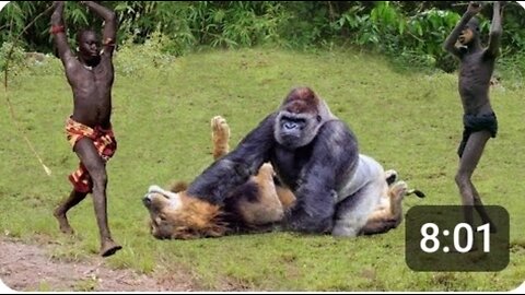 Top-10-Strongest-Predators-In-The-Africa