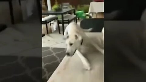 funny pets - pet challenge how many laps did the little dog do? #shorts #5