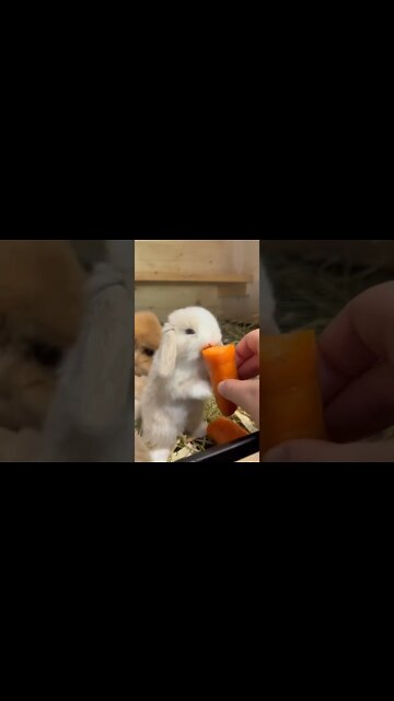 QUANDO MINHA MÃE VAI FAZER DIETA E QUER QUE TODO MUNDO FAZ TAMBÉM