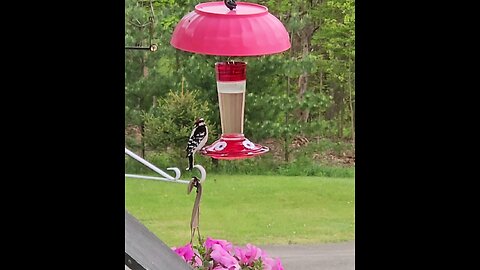 Downy Woodpecker Enjoys Hummingbird Feeder Too!