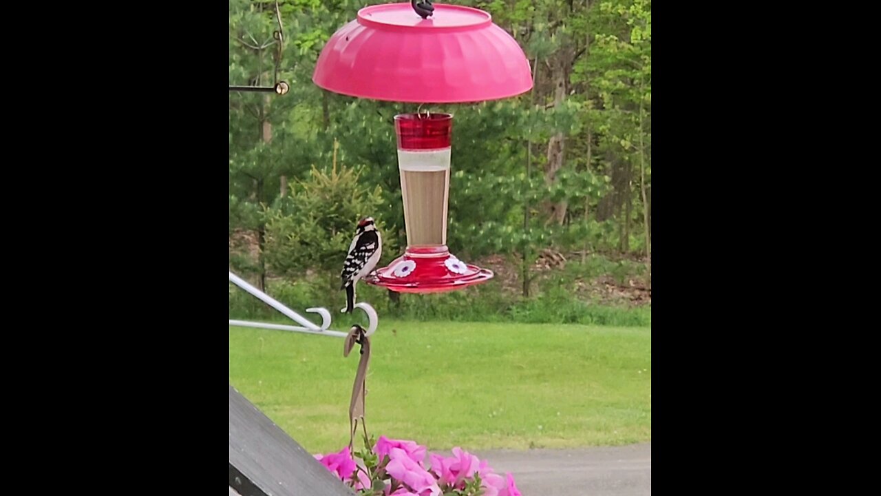 Downy Woodpecker Enjoys Hummingbird Feeder Too!