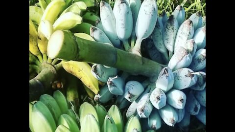 BLUE BANANAS! People from all over the world are traveling to Arizona for a tree - ABC15 Digital