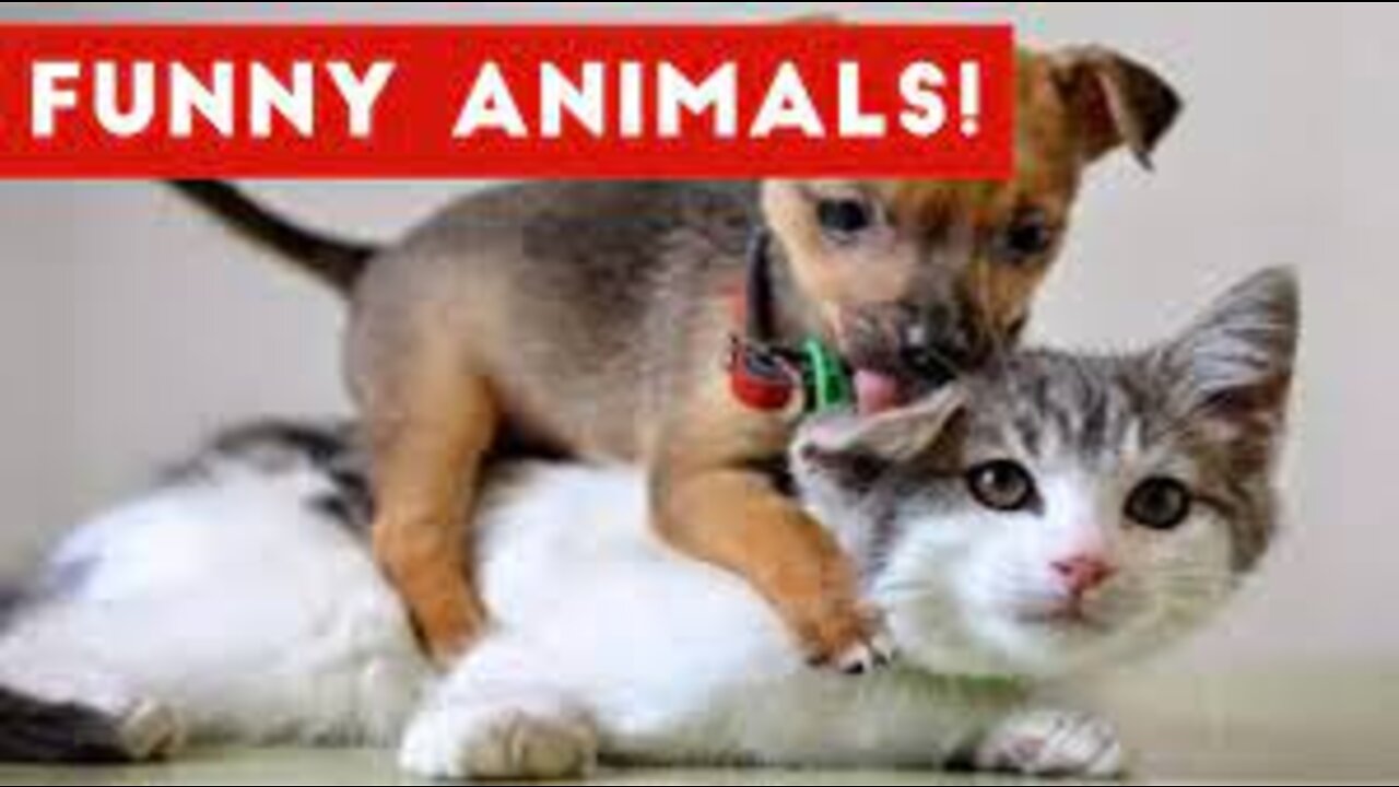 Funny Animals Compilation - Try Not To Laugh Challange