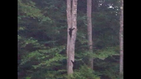 Mama Bear and 3 Baby Bears up the tree ❤