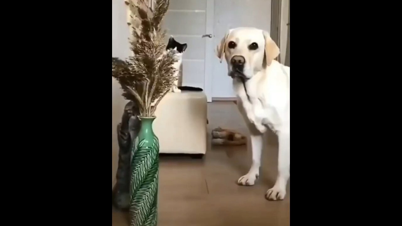 Golden retrieve / pet dog / dog mood funny 😆
