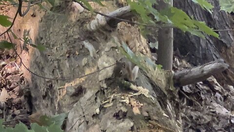 Red Tailed Squirrel busy tearing into something delicious I guess 😊