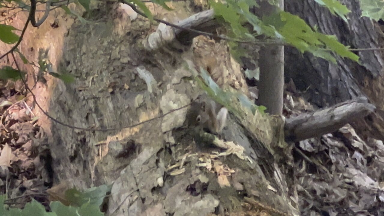 Red Tailed Squirrel busy tearing into something delicious I guess 😊