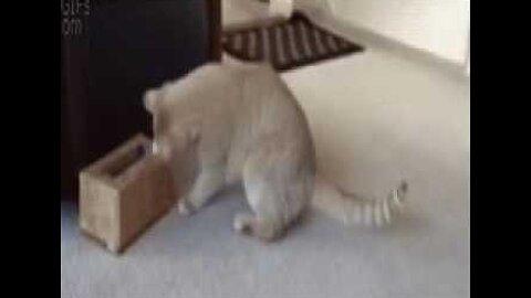 Funny Cats Clips in 30 Seconds 2023