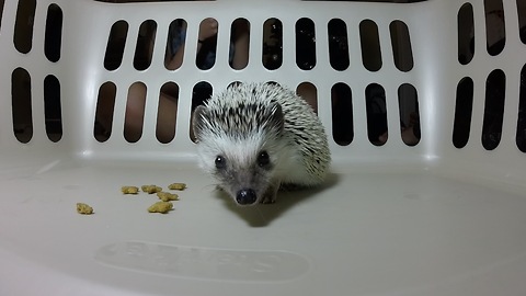 Curious hedgehog closely investigates camera