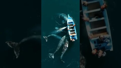 Самые огромные рыбы на Земле / Киты #NatureShortsVideo #киты #shorts