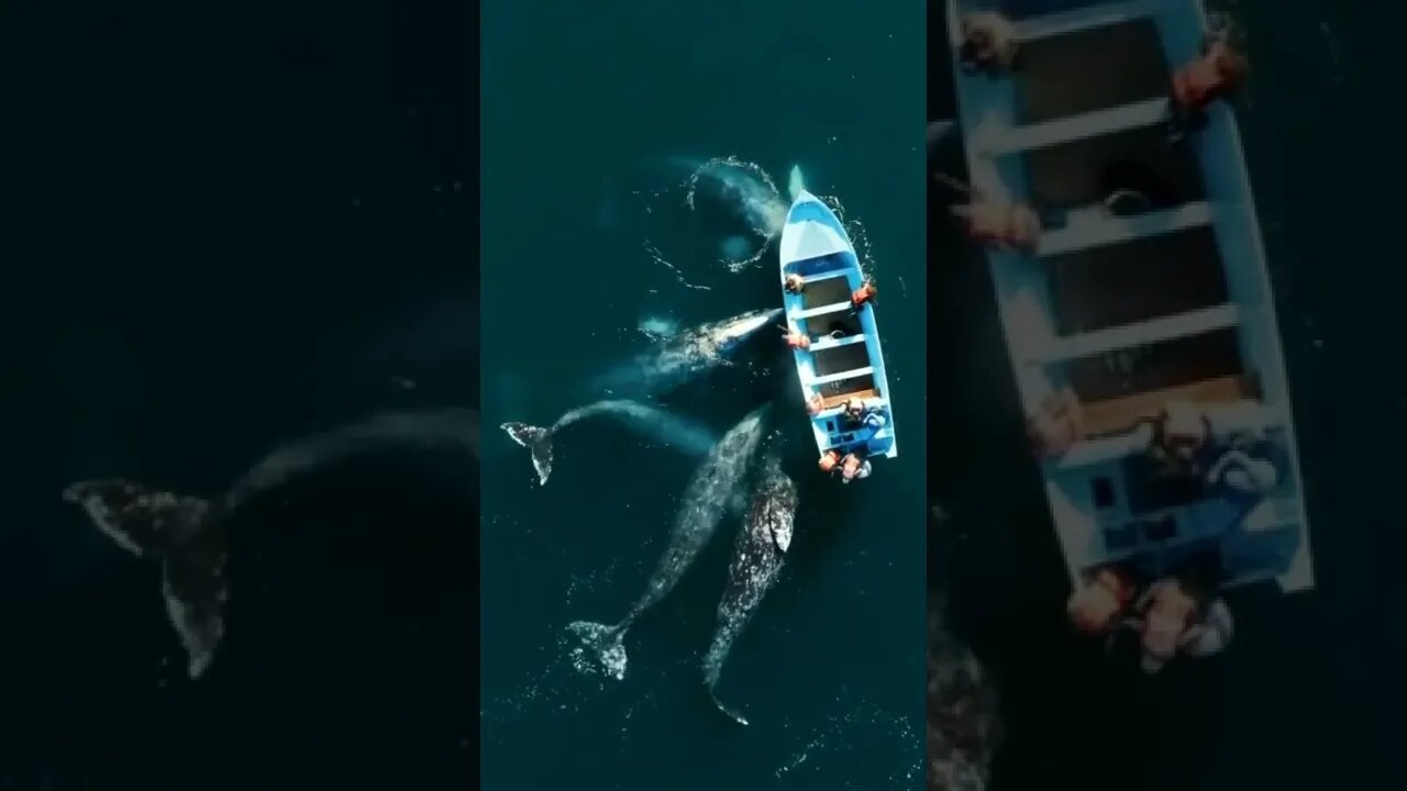Самые огромные рыбы на Земле / Киты #NatureShortsVideo #киты #shorts