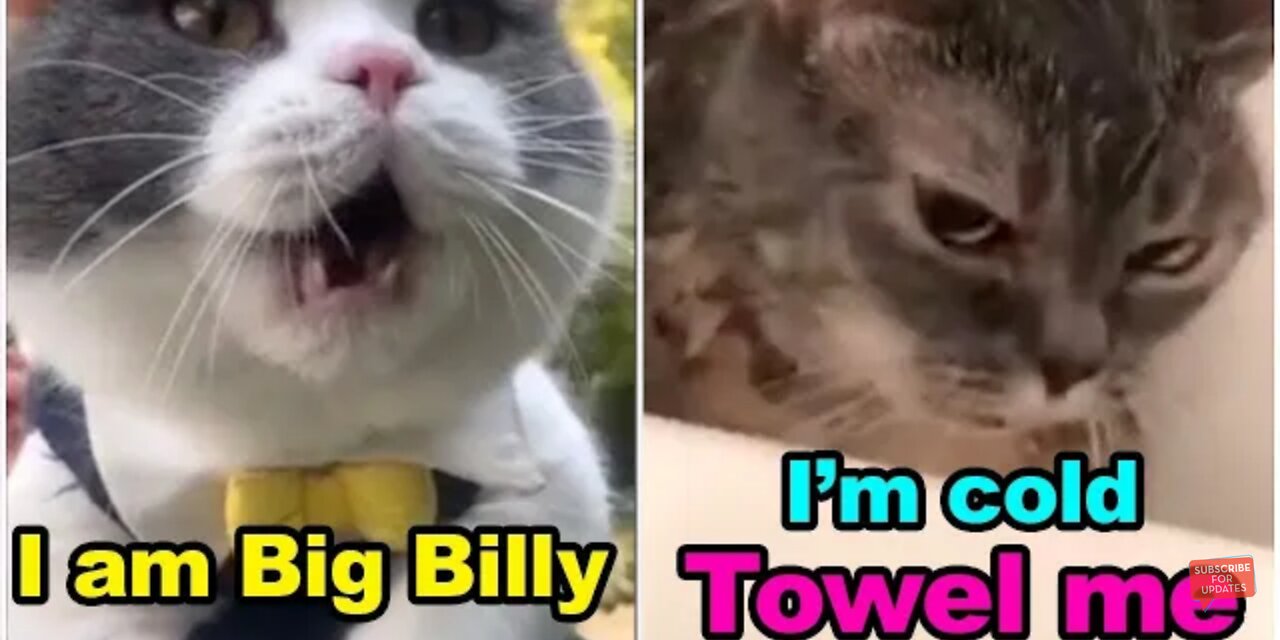 Cats talking !! these cats can speak english better than hooman