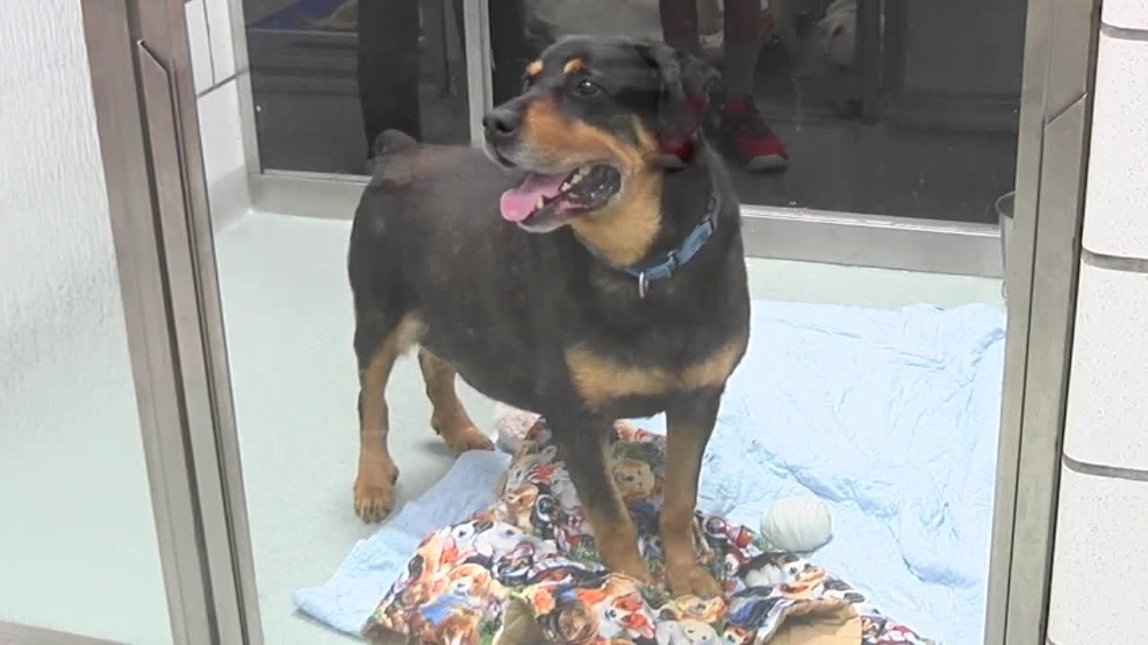 12-year-old celebrates national dog day by donating homemade blankets to SPCA