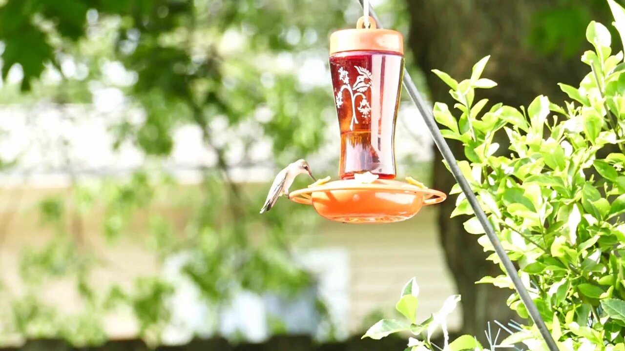 Slow motion Hummingbird with music.