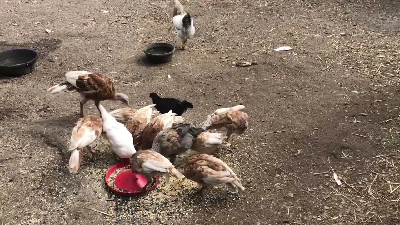 The West Wing coop and the juvenile ducks n polish chickens.