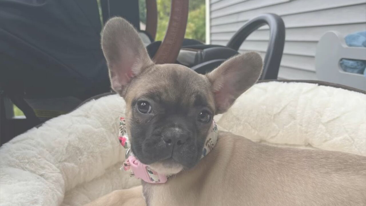 French bulldog girl so cute