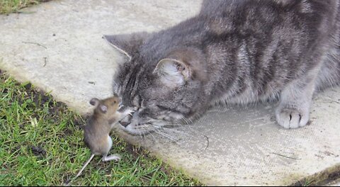 TOM and JERRY in real life