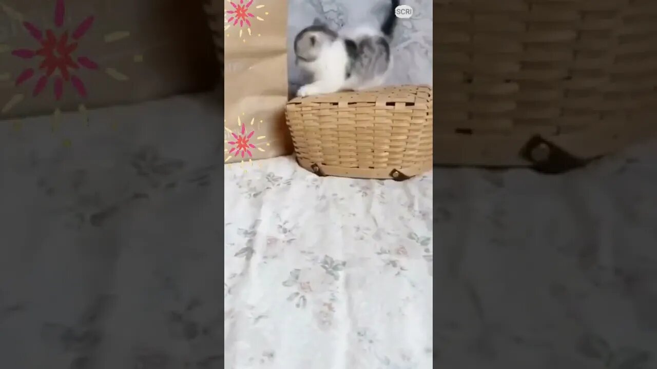 funny cat videos | cute cat videos| cute animals funny cats #shorts #shortsfunny #cutecat #funnycat