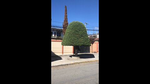 Mushroom Shaped Tree