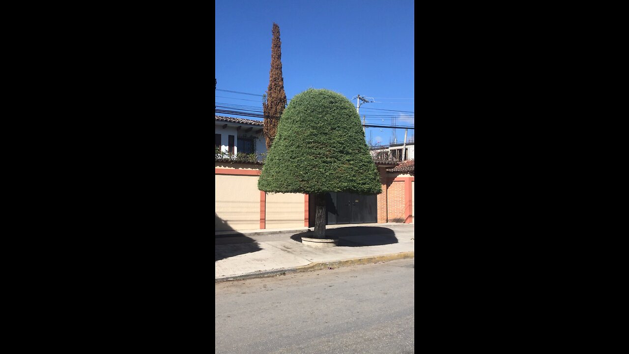 Mushroom Shaped Tree