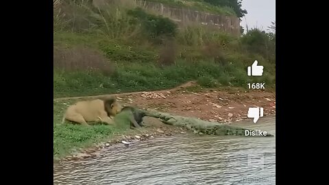 Loin vs crocodile ( wow amazing )