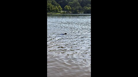 Swimming at the lake