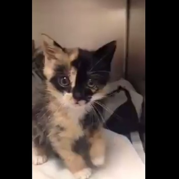 This rescued kitten found in the back of a truck is so full of love!