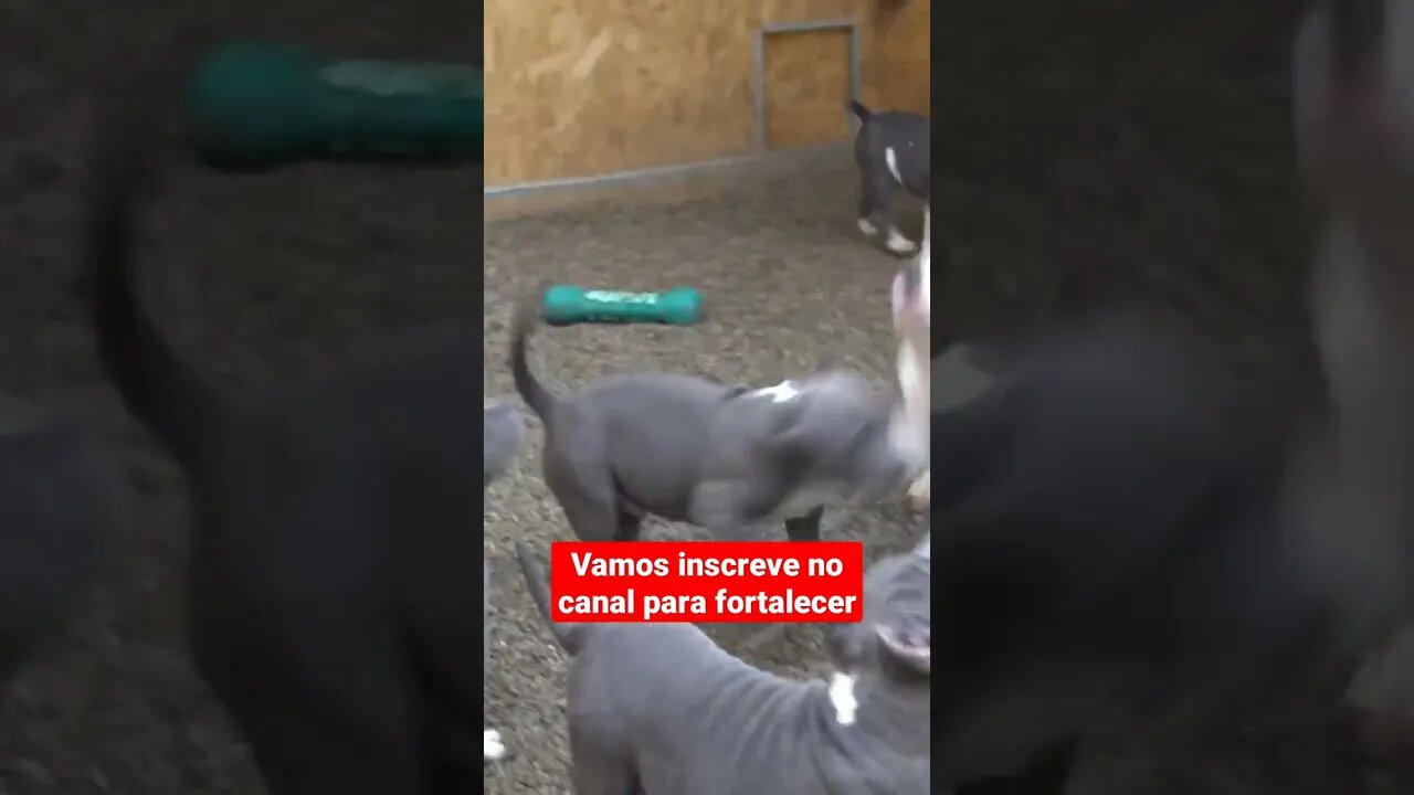 animais selvagens filhotes de Pitbull #shorts