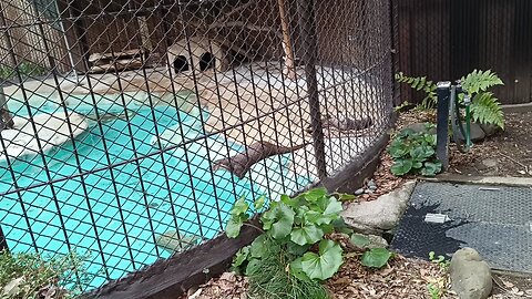 An otter in Ueno Park Zoo