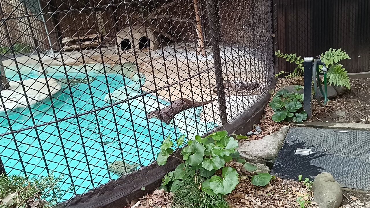 An otter in Ueno Park Zoo