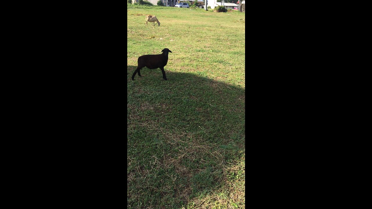 MAMA CARDI B WANTS THE SMOKE