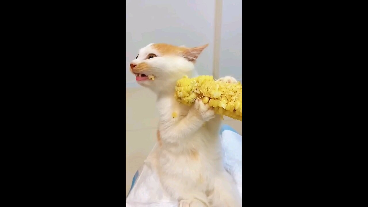 Funniest pet fails
