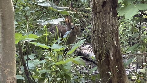 Bunny munching in the bush