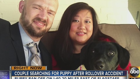 Couple searching for puppy after rollover crash
