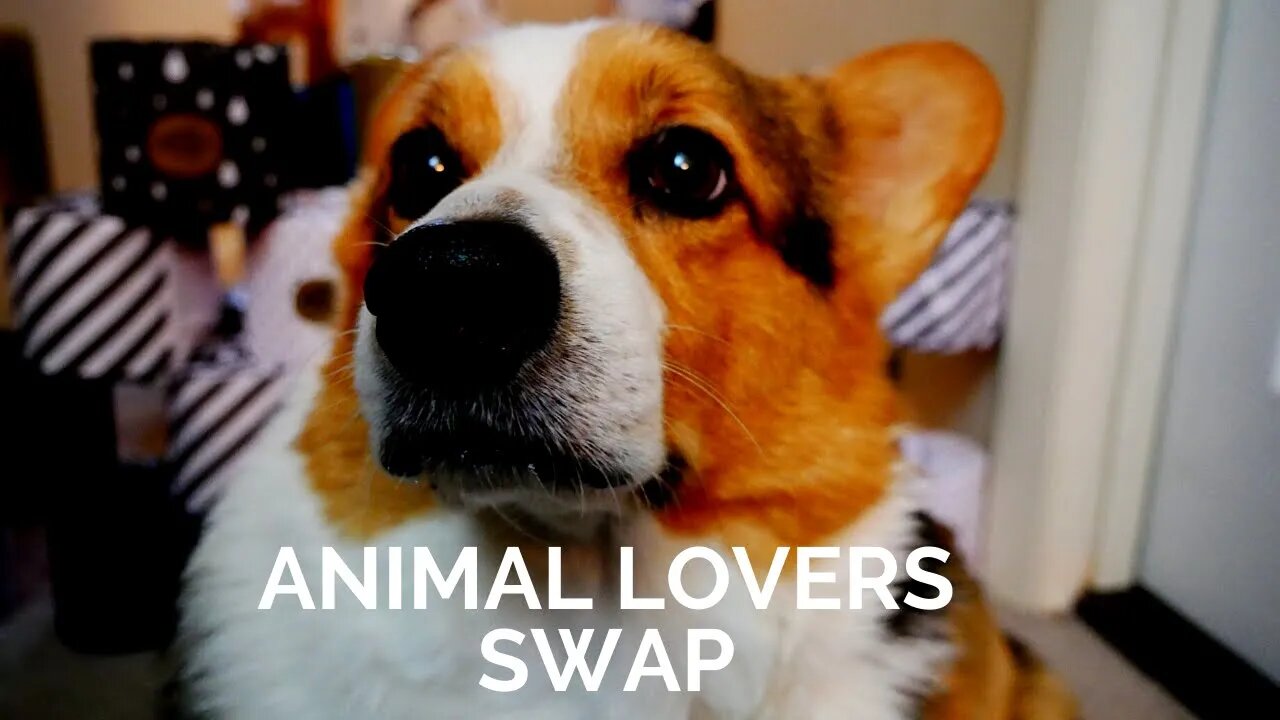 Animal Lovers Swap