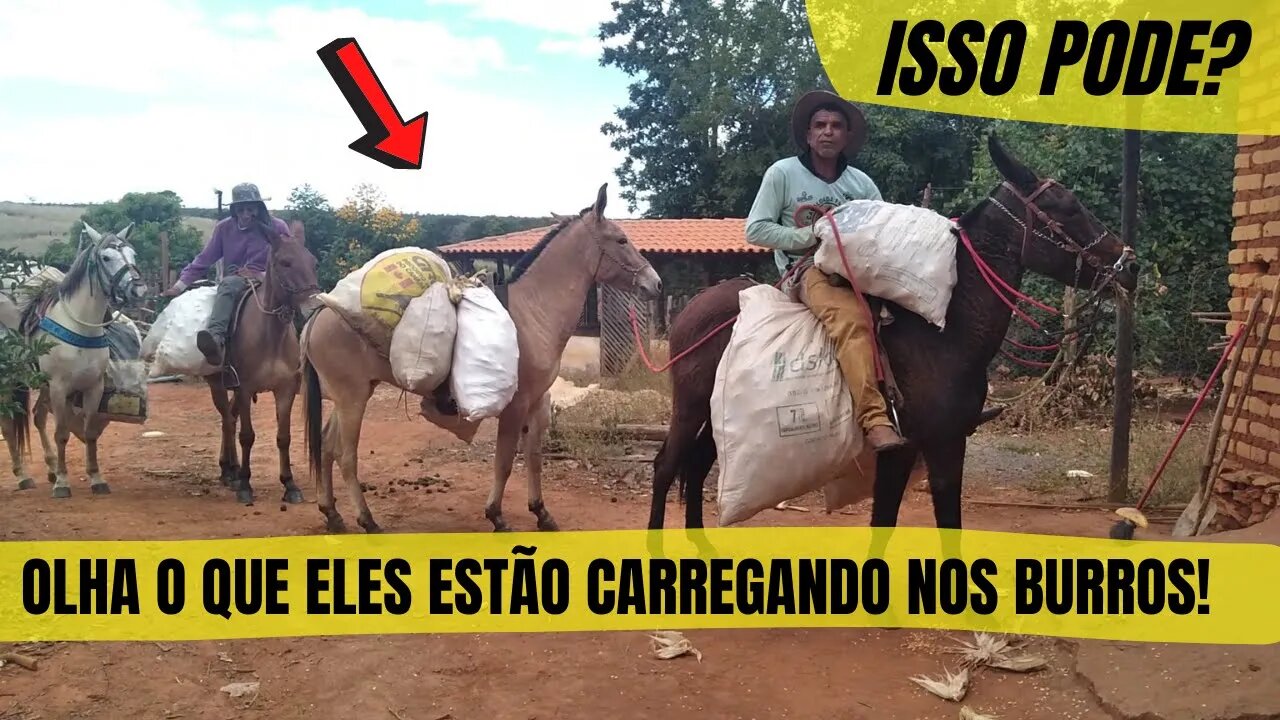 OLHA O QUE ELES ESTÃO CARREGANDO NOS BURROS VAQUEIRO PO