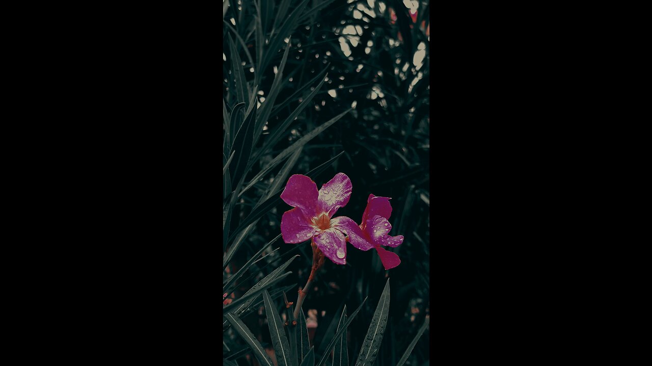 Flower 🌸