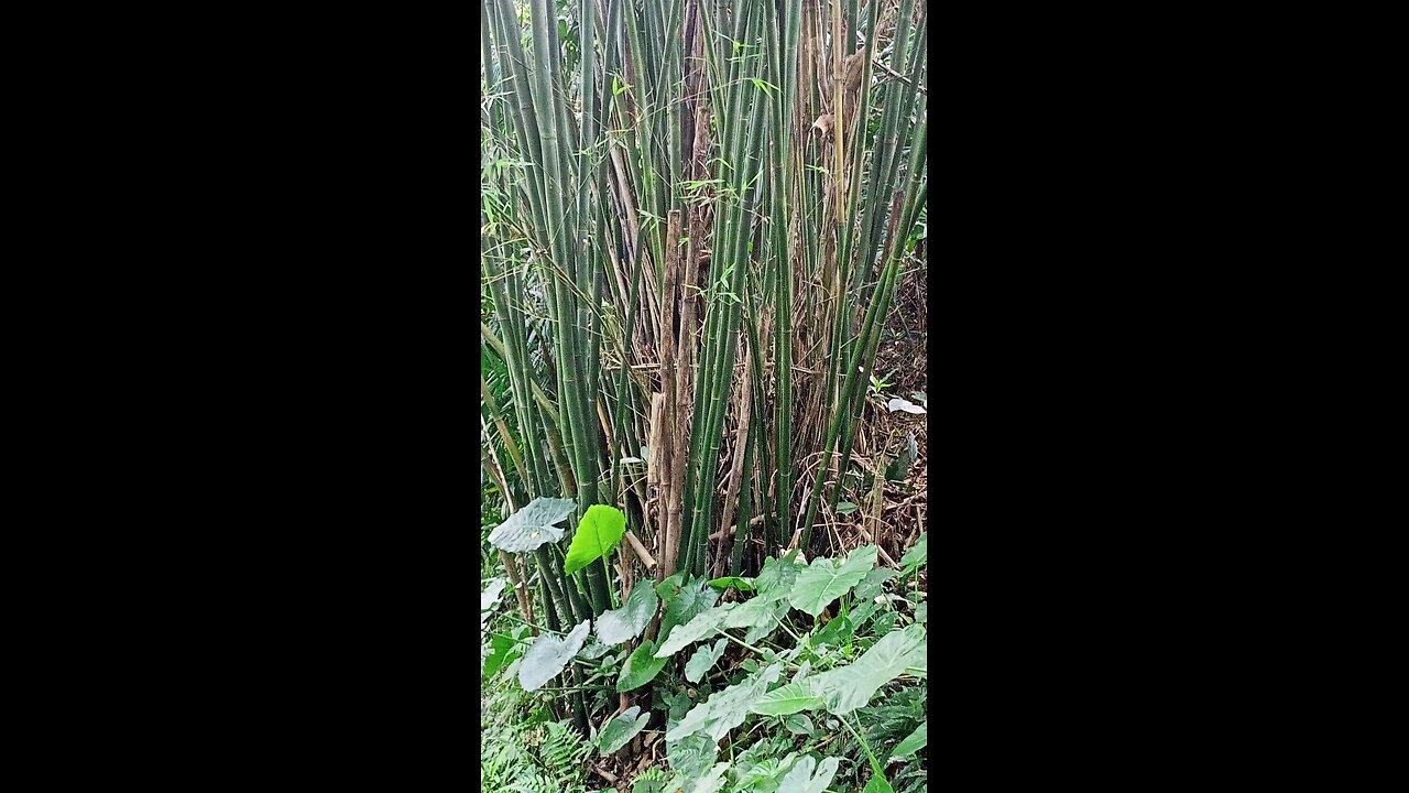 The sun shines on the bamboo