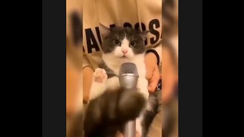 Baby Cats - Collection of Videos about Cute and Funny Cat