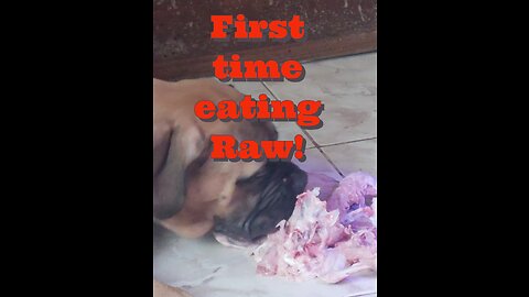 Bullmastiff puppy eating raw chicken