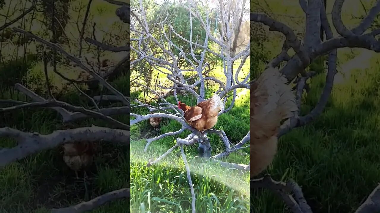 Parkour Chicken