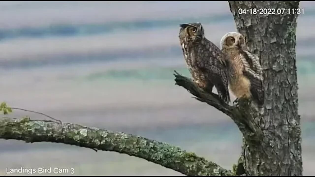 Mom And Owlbrey Continue Their Reunion 🦉 4/18/22 07:11